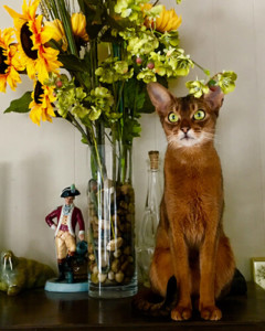 PureAbby Cattery - Grand Champion Lay Lady Layla