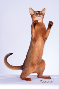 Playful PureAbby Abyssinian