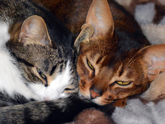 smooch-and-lily