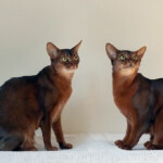 PS1 copy2 | PureAbby Abyssinian Cats